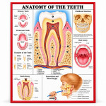 Human Teeth